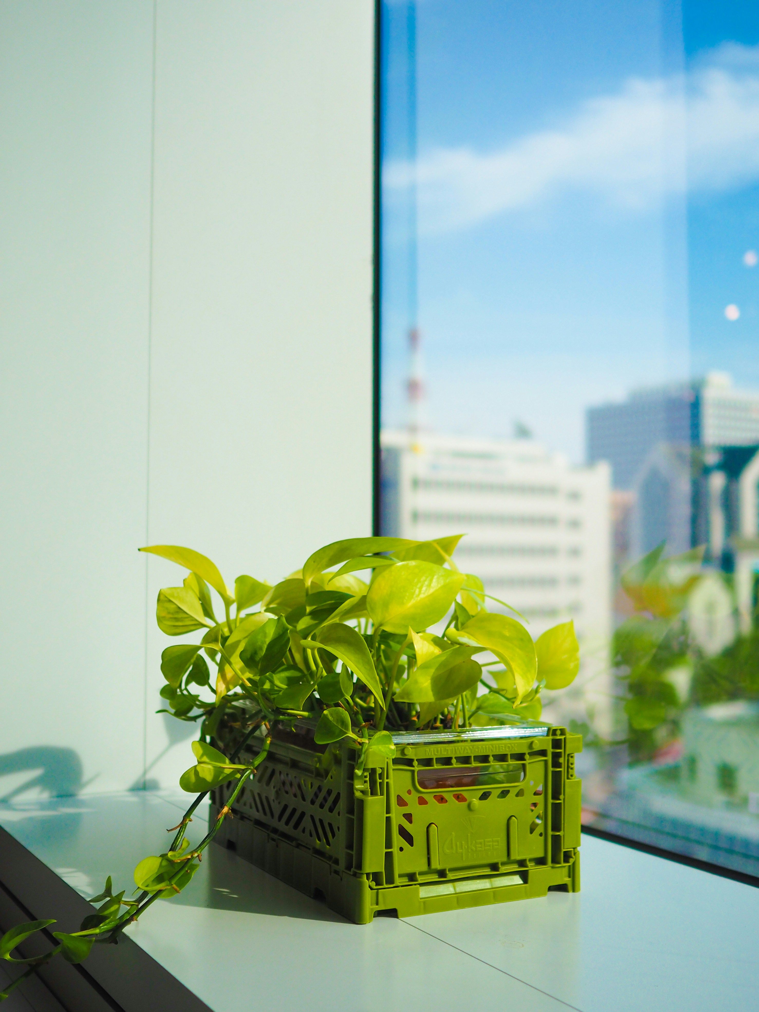 una pianta verde che si trova sopra un tavolo accanto a una finestra