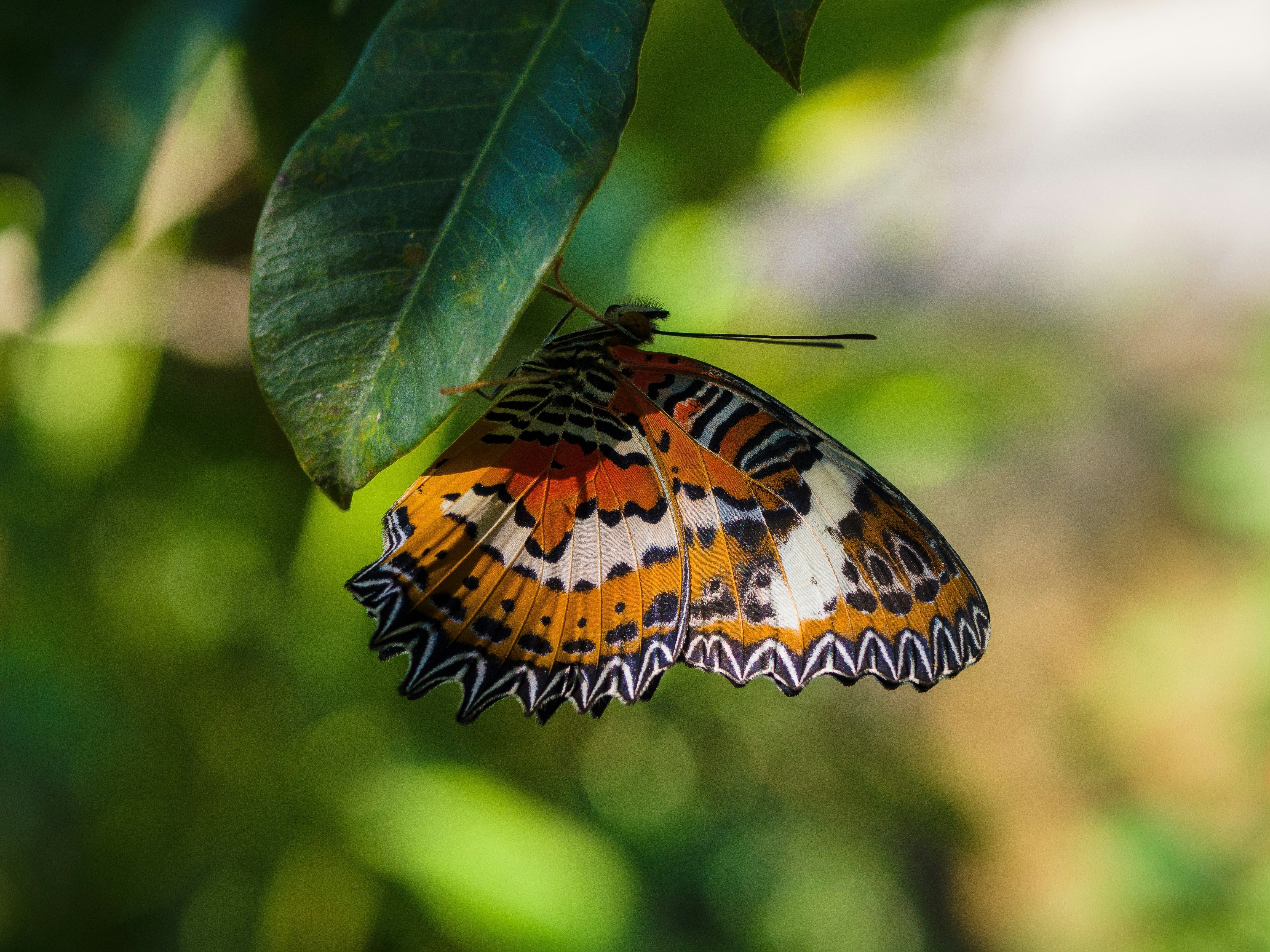 un primer plano de una mariposa en una hoja